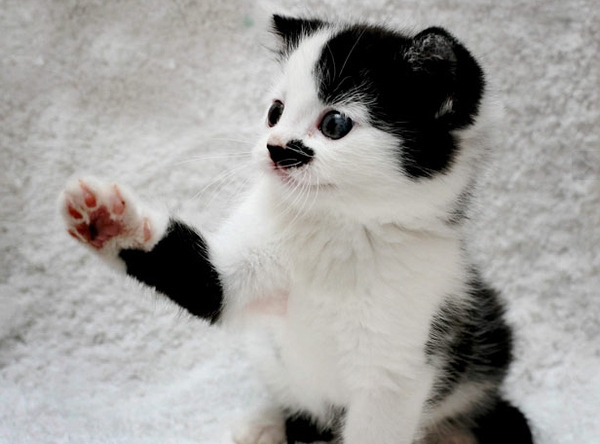 un-chat-en-noir-blanc-rouge